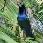 Singing Boat-Tailed Grackle