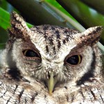 Corujinha-do-mato - Tropical Screech-Owl