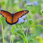 Queen butterfly and milkweed