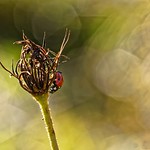 Coccinellidae - Ladybug - Coccinelle