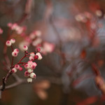 the nature of things (27)