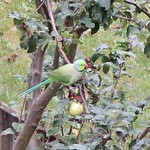 Ring-Necked Parakeet