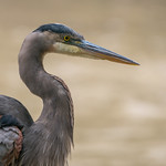 Grand héron - Great Blue Heron - Ardea herodias