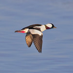 Bufflehead Male
