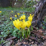 &Epsilon;ί&nu;&alpha;&iota; &pi;ά&lambda;&iota; &Phi;&theta;&iota;&nu;ό&pi;&omega;&rho;&omicron;!! P1090552