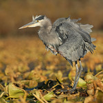 Feather-Fluffing Heron
