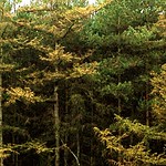 Larches, yellowing slowly