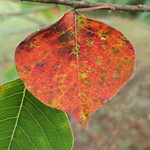 Red leaf, green leaf