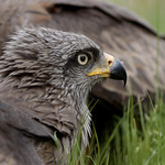 Milhafre-preto (Milvus migrans)