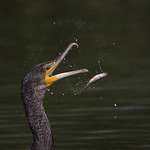 Splash and Spray effect., but I couldn't manage less than 800 Shutter