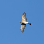 Sharp-shinned Hawk