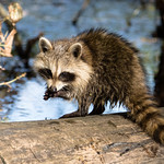 Who needs opposable thumbs