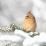Wintry Backyard Beauty