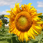 Sunflowers - Eckert&rsquo;s Belleville Farm