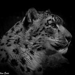 Snow Leopard and proud father, Yarko