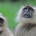Bhopal Langurs DSC_6915