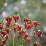 Red & Green Kangaroo Paw