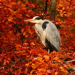 " Autumnal Sentinel..."
