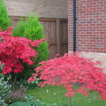 acers