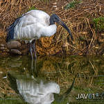 African sacred ibis (Threskiornis aethiopicus)-9641