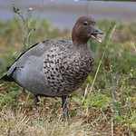 Great Weather For Ducks