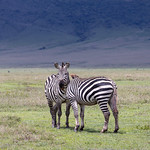 Ngorongoro