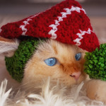 What ... is ... this ?!!