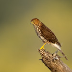 Sharp-shinned Hawk (X9B_6783-2-1)