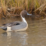 Male Northern Pintail (Anas acuta)