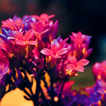 Festive colors 'last pic'