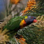 Rainbow Lorikeet (Trichoglossus moluccanus)