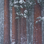 Weathering the Storm