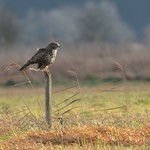 Common buzzard