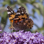 Painted Lady 1
