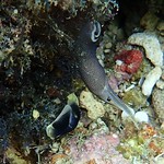 Lovely headshield slugs