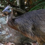 Southern Cassowary (Casuarius casuarius)