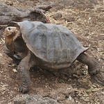 The Gal&aacute;pagos Giant Tortoises (Chelonoidis sp), the Charles Darwin Research Station, Isla Santa Cruz, the Gal&aacute;pagos Islands, Ecuador.