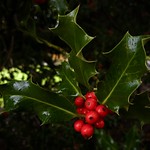 Happy Christmas, Nadolig Llawen, Nollaig chridheil