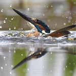 &ldquo;Periscope Up&rdquo;