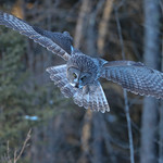 Great Gray Owl