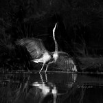 "Dance of the evening suitor"