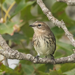 Yellow-rumped Warbler 502_1458.jpg