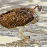 juvenile eastern osprey