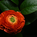 Ranunculus