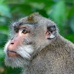 Makake . Monkey Forest