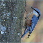 Sittelle torchepot ( Sitta europaea - Eurasian Nuthatch )