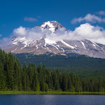 Trillium Blue and Green