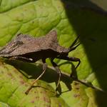 Shield bug. Coreus Marginatus