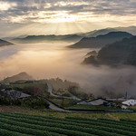 Foggy morning at tea plantation.