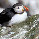 Puffin